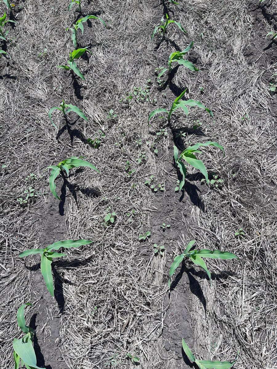 Proquimur's tweet photo. 🔍🌿𝘙𝘌𝘊𝘖𝘙𝘙𝘐𝘋𝘈 𝘋𝘌 𝘊𝘈𝘔𝘗𝘖. El equipo de I+D de #Proquimur realizó una evaluación de ensayos de preemergentes en maíz.

✅ Se confirma otro año más la alta eficiencia de #Bravo en maíz para yuyo colorado y gramíneas estivales. https://t.co/GCDHubKL95