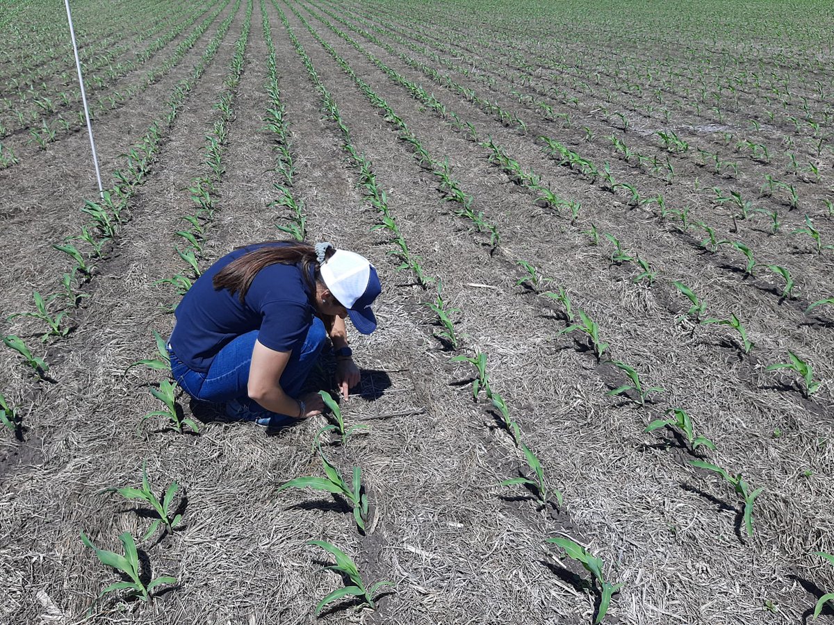 Proquimur's tweet photo. 🔍🌿𝘙𝘌𝘊𝘖𝘙𝘙𝘐𝘋𝘈 𝘋𝘌 𝘊𝘈𝘔𝘗𝘖. El equipo de I+D de #Proquimur realizó una evaluación de ensayos de preemergentes en maíz.

✅ Se confirma otro año más la alta eficiencia de #Bravo en maíz para yuyo colorado y gramíneas estivales. https://t.co/GCDHubKL95