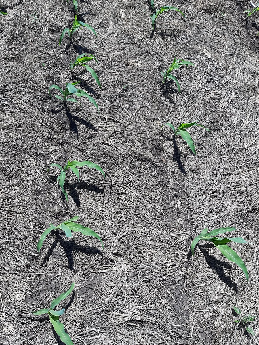 Proquimur's tweet photo. 🔍🌿𝘙𝘌𝘊𝘖𝘙𝘙𝘐𝘋𝘈 𝘋𝘌 𝘊𝘈𝘔𝘗𝘖. El equipo de I+D de #Proquimur realizó una evaluación de ensayos de preemergentes en maíz.

✅ Se confirma otro año más la alta eficiencia de #Bravo en maíz para yuyo colorado y gramíneas estivales. https://t.co/GCDHubKL95