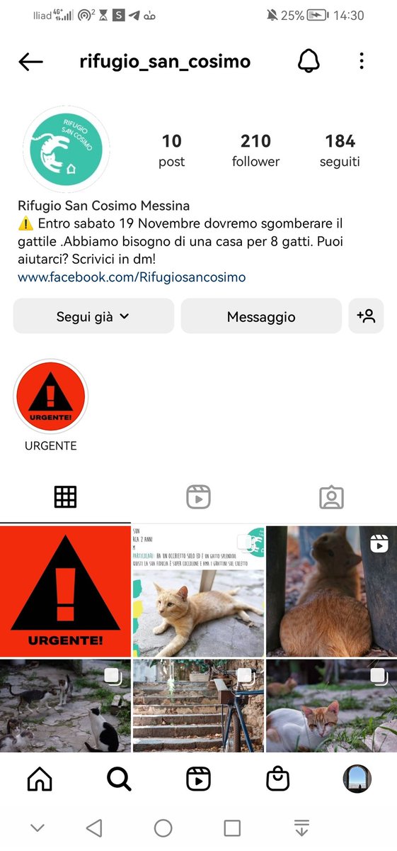 lavieslullabies's tweet photo. UN RIFUGIO PER GATTI DI MESSINA STA CHIUDENDO E DEVONO TROVARE ADOZIONI URGENTI PER OTTO GATTI FINO VENERDÌ, NON AVRANNO PIÙ UN TETTO. RIFUGIO SAN COSIMO: VI LASCIO TIKTOK E IG:
ADOTTIAMOLI VI PREGO MI VIENE DA PIANGERE. RT (se in zona Messina vi prego troviamo qualcuno per LORO) https://t.co/rEowf2ryQN