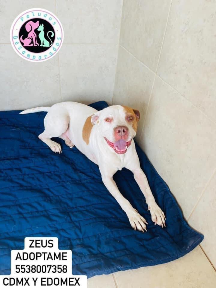 Peludos Desamparados (@plu2desampara2) on Twitter photo .<a href="/Plu2Desampara2/">Peludos Desamparados</a> #Zeus Era golpeado por un drogadicto, vivía en un balcón bajo las inclemencias del sol y lluvia… hoy así duerme en el albergue. Sin ustedes esto no sería posible, #Adopta a #Zeus y si no puedes adoptar #Apadrina sus croquetas de cada mes amazon.com.mx/hz/wishlist/ls… .<a href="/Plu2Desampara2/">Peludos Desamparados</a> #Zeus Era golpeado por un drogadicto, vivía en un balcón bajo las inclemencias del sol y lluvia… hoy así duerme en el albergue. Sin ustedes esto no sería posible, #Adopta a #Zeus y si no puedes adoptar #Apadrina sus croquetas de cada mes amazon.com.mx/hz/wishlist/ls…
