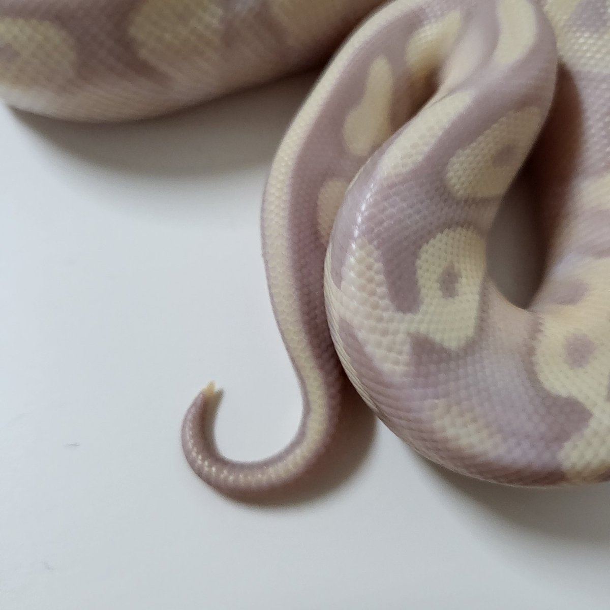 꼬리끝이 노래서 무지무지 귀여움