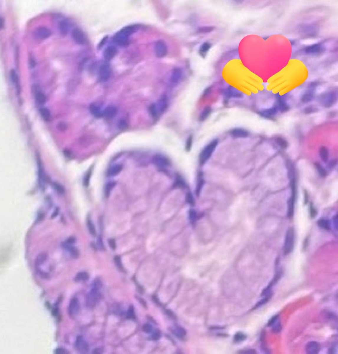 Beaumont, Royal Oak - Pathology Residency tweet media