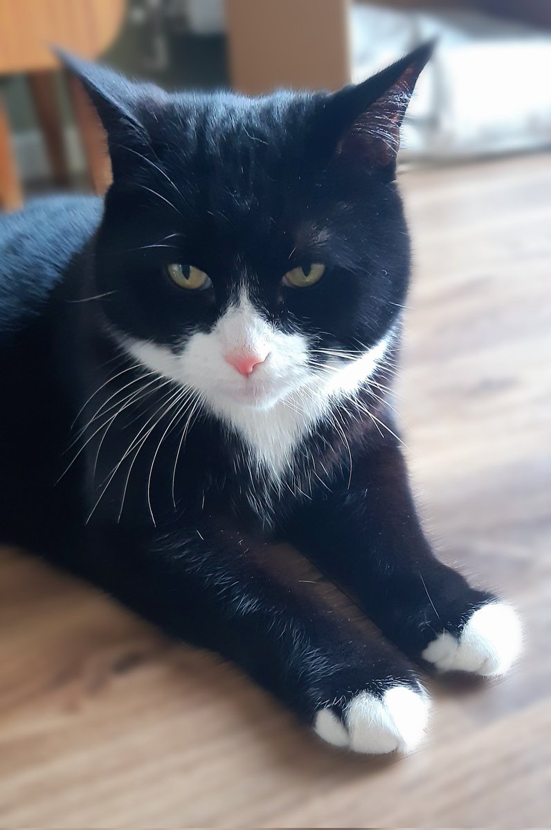 Hello my friends. Happy Purrsday. Missing you all.  See you all soon. Love Gizmo🐾🐾❤❤😽😽
#CatsOfTwitter