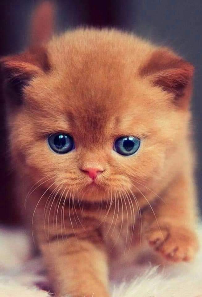 ༄ﾶ᭄Mσɳιɾ ԋσʂʂҽɳ࿐ tweet media