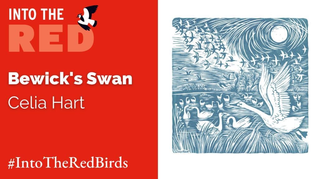 EileenRees's tweet photo. Today is “Bewick’s Swan Day“ in the @_BTO and the Rare Breeding Birds Panel’s drive To raise awareness and funds in support of the U.K.’s declining bird populations, through publication of #IntoTheRed. https://t.co/J16kDPOIlu