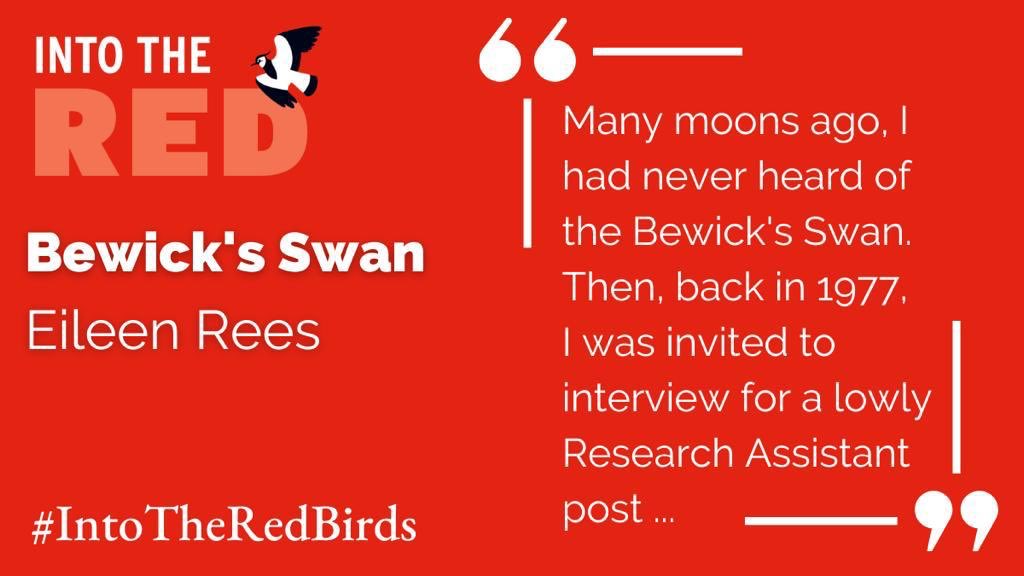 Today is “Bewick’s Swan Day“ in the <a href="/_BTO/">BTO</a> and the Rare Breeding Birds Panel’s drive To raise awareness and funds in support of the U.K.’s declining bird populations, through publication of #IntoTheRed.