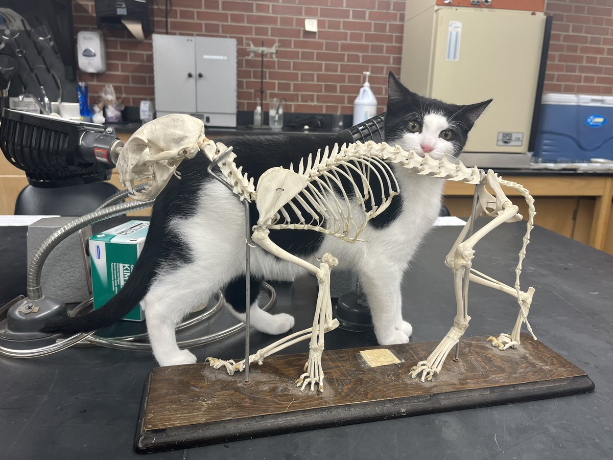 Taught Strummer what happens to bad kitty cats