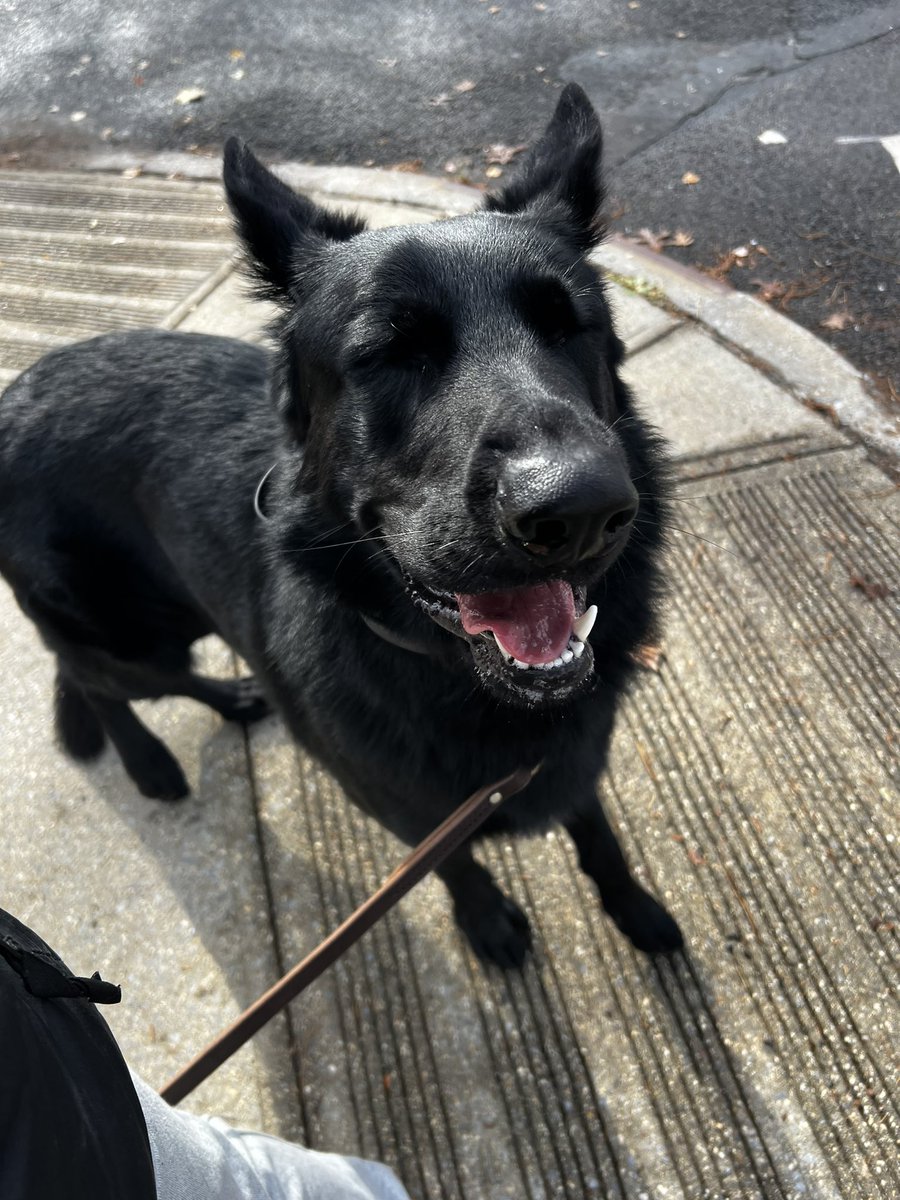 onlydabones's tweet photo. 👤 I’m going to get a big scary dog to protect my family 

The big scary dog : https://t.co/GxOxVf7wCr