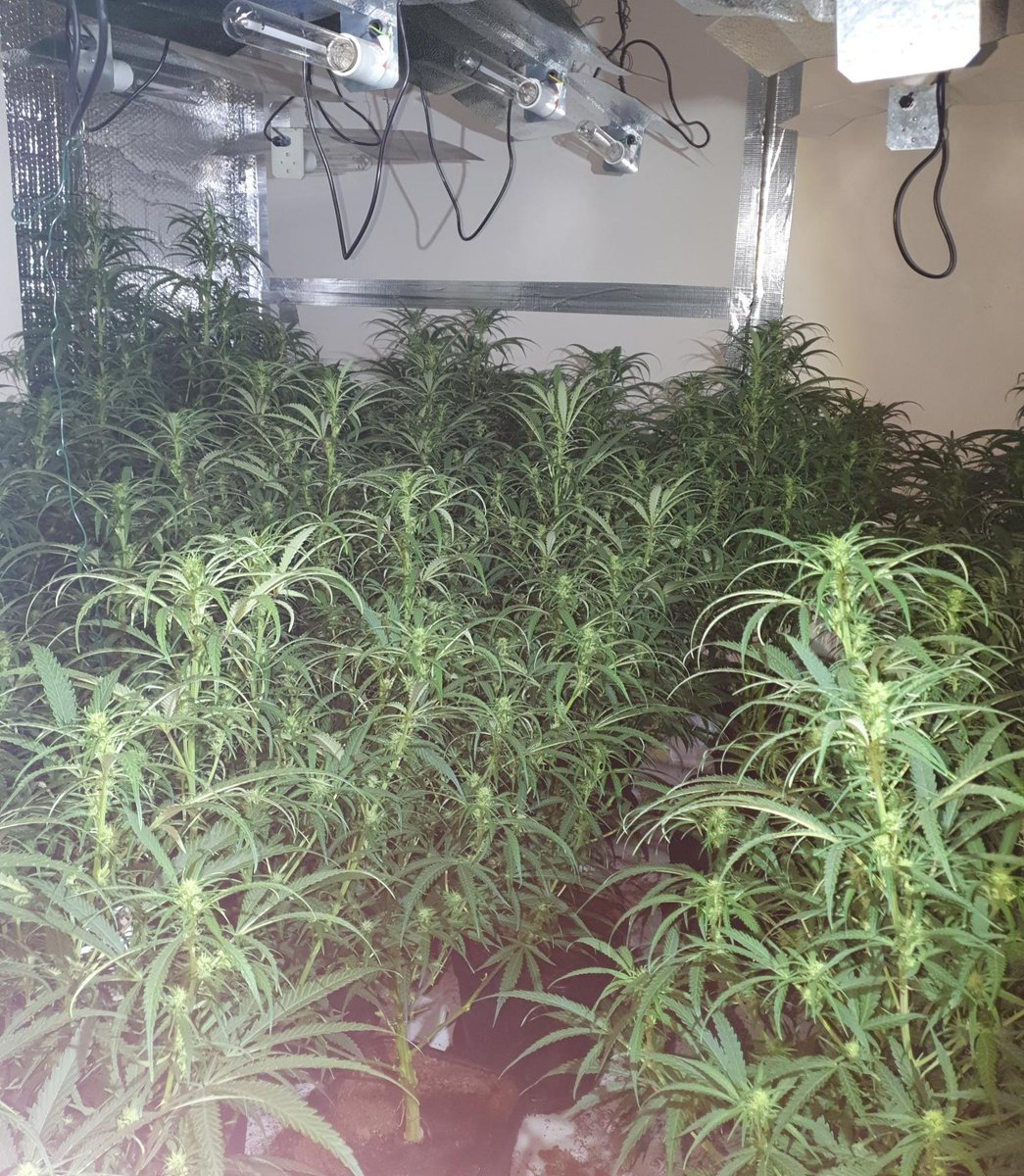 BE_NTF's tweet photo. Team 1: Early morning S.23 Drugs warrant executed in #BalsallHeath #Birmingham. 187 cannabis plants were discovered and swiftly removed. 1 male under arrest. We will continue to disrupt organised crime on our patch. 
#NippedintheBud 
#HighVisGardners 
#KnockKnock
#OurPatch https://t.co/udQZU21WDg