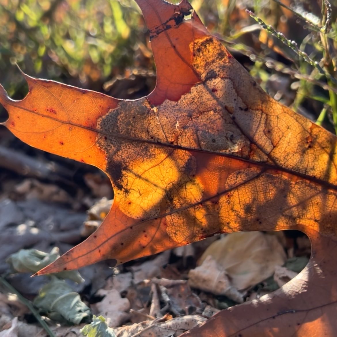 Choose2BCurious's tweet photo. Early morning light through fallen leaves is magical. #changeyourpointofview #choosetobecurious https://t.co/kBYxLGp2Mo