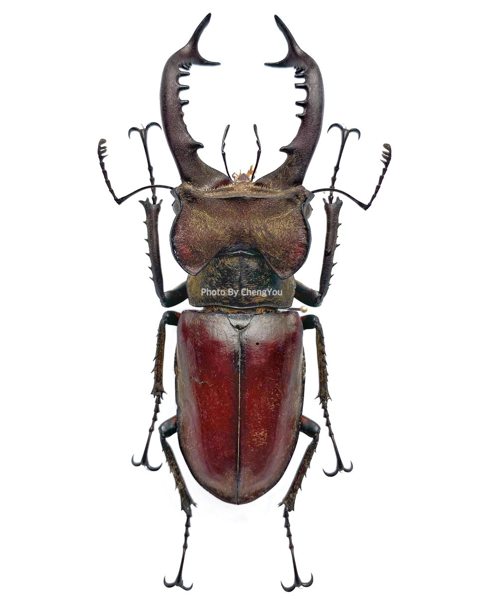 ChengYou0319's tweet photo. 南投縣仁愛鄉 WD 
#高砂深山鍬形蟲
#Lucanus https://t.co/PGZBm97N5s