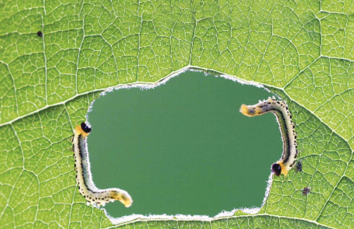 ConsEcol (@consecol) on Twitter photo Looking for a great PhD opportunity in the interdisciplinary TREE-M project? Join the team by applying here... <a href="/Bio_UMR/">Biology Uni Marburg</a> <a href="/Uni_MR/">Philipps-Universität</a> @SYNMIKRO <a href="/Geographie_UMR/">Geographie Uni MR</a> #ecology #Microbiology #Biology #PhDposition #Geography #trees #leafs #microbiome Looking for a great PhD opportunity in the interdisciplinary TREE-M project? Join the team by applying here... <a href="/Bio_UMR/">Biology Uni Marburg</a> <a href="/Uni_MR/">Philipps-Universität</a> @SYNMIKRO <a href="/Geographie_UMR/">Geographie Uni MR</a> #ecology #Microbiology #Biology #PhDposition #Geography #trees #leafs #microbiome