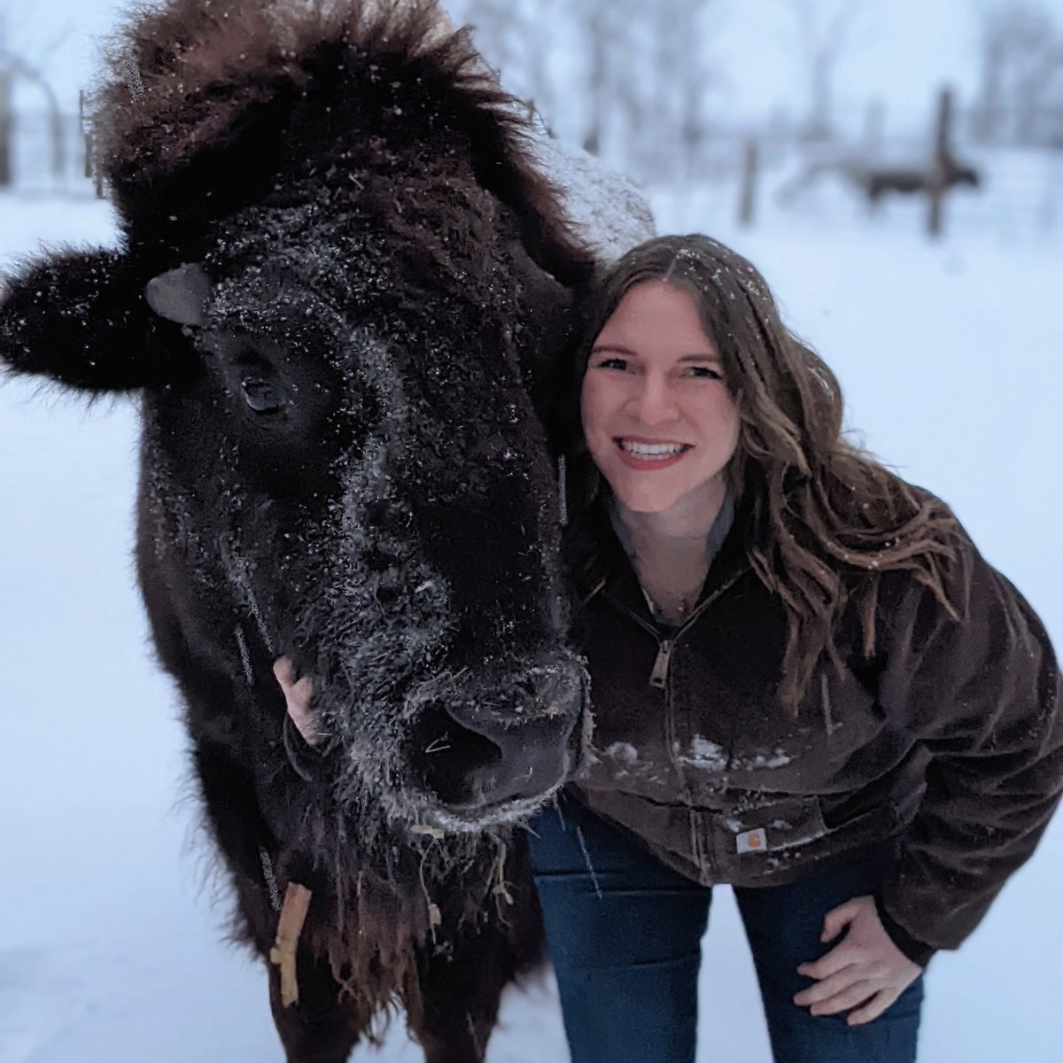 Tweet by K-StateVetMed