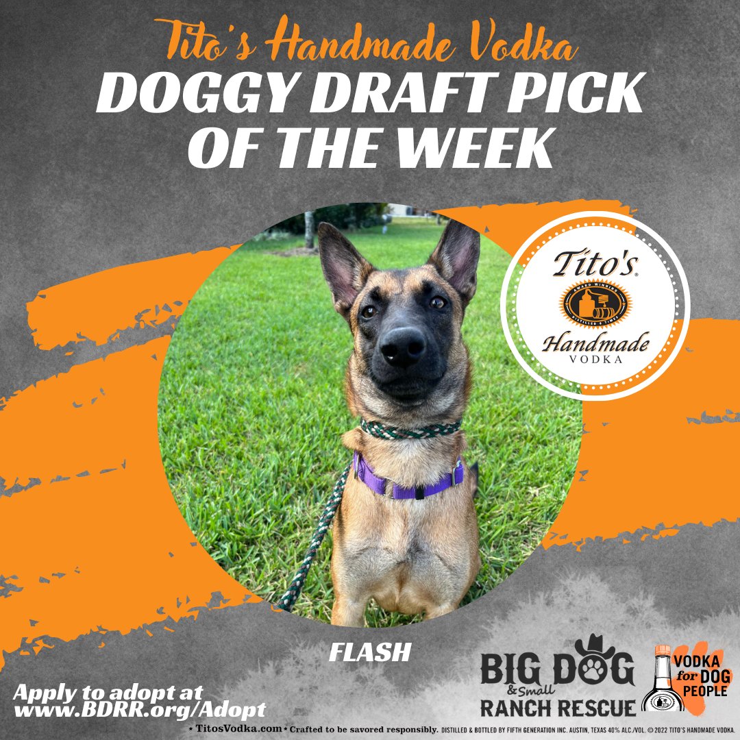 This week's Tito's Doggy Draft Pick is...Flash! She is a 1-year-old sweet and loving Shepard mix. Thanks to @TitosVodka and @BDRRescue for helping animals in need!🐶Visit bdrr.org/adopt for more information!