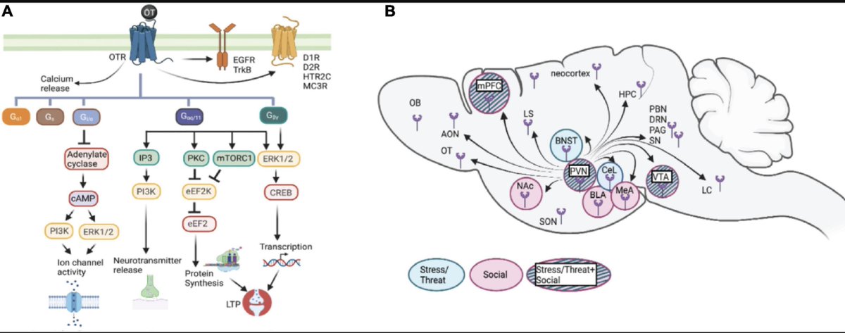 Thrilled to share our review on the modulation of emotional and social behaviors by oxytocin
signaling in limbic network!! It was great fun working on this together with <a href="/RodrigoTrianaD2/">Rodrigo Triana-Del Rio</a>, Sayali Ranade, Jahel Guardado, <a href="/LeDouxScience/">LeDoux Lab</a> and @klannlab. frontiersin.org/articles/10.33…