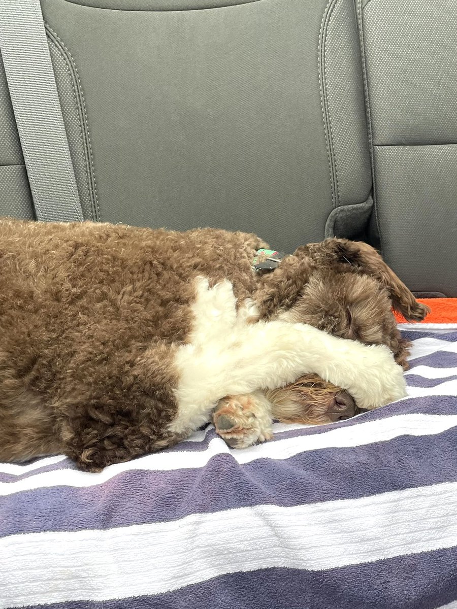 EddieMannis's tweet photo. It would appear that Bexley has enjoyed Key West just a little too much.  She may be ready to
get back home to
her
brother and sister.
“What happens in Key West stays in Key West.” https://t.co/PjmbUHeD37