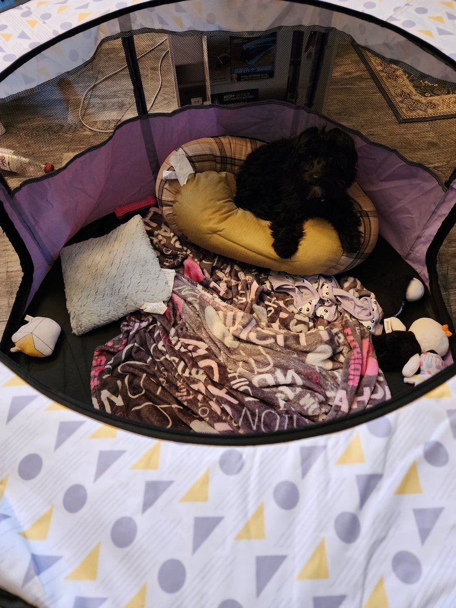 Darkladyvamp's tweet photo. Someone threw a temper tantrum and is now forced to deal with the consequences of his actions....

#puppy #Dog #dogslife #mando https://t.co/KRMWmXOuMx