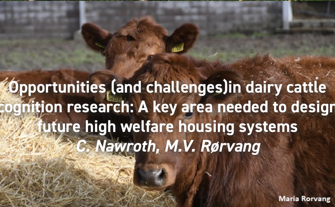 appliedethology's tweet image. #newpaperalert by our members @GoatsThatStare and @MariaRorvang “Opportunities (and challenges) in dairy cattle cognition research: A key area needed to design future high welfare housing systems” applied-ethology.org/Papers_by_Memb…
#cattlecognition #animallearning #isae