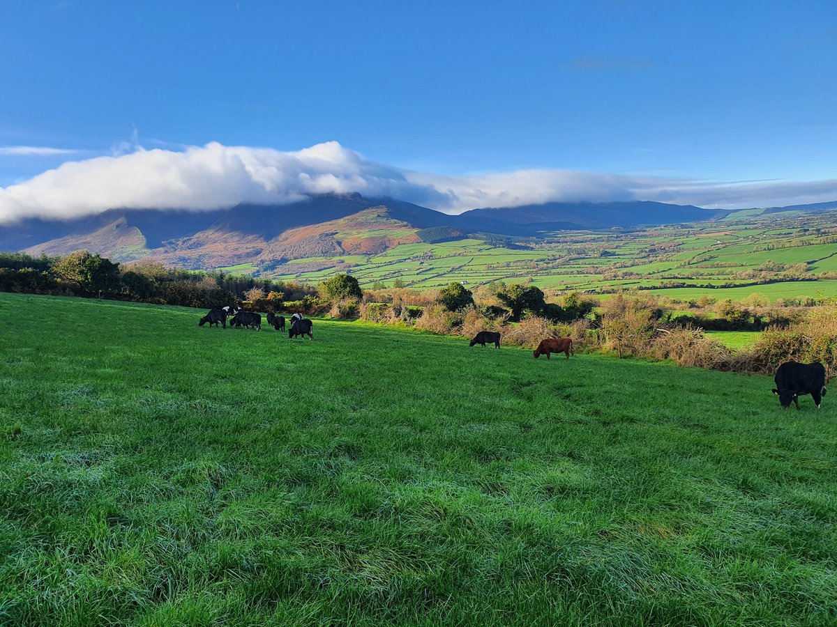 The hills have Heifers 🐄