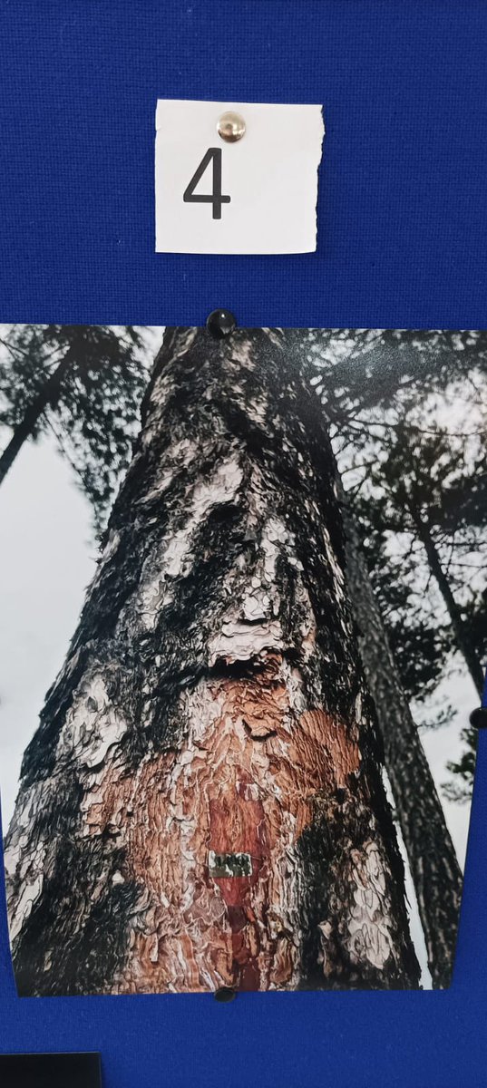 ETSIAMB ALBACETE tweet media