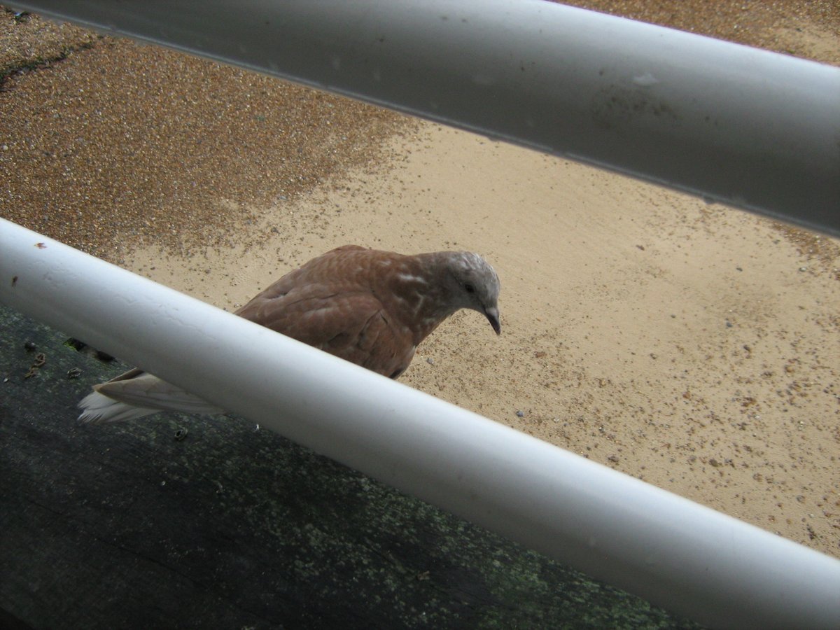 jonnyald's tweet photo. on abandoned Felixstowe pier #eating #sharingachip #birdfriend #silentlycame #andwent #lifescool #forthebird #suffolk #coast https://t.co/FaPA8HYV2r