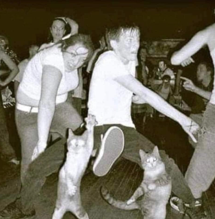 unexplainable cat images tweet media