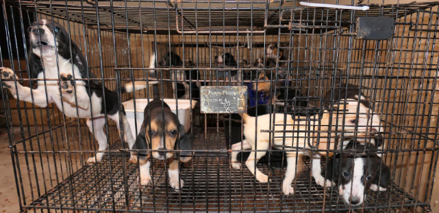 YRP's tweet photo. Charges were laid after 16 puppies were rescued from terrible conditions at a home on Castleview Cres, Markham. Sellers posted ads online for the puppies, lied to buyers &amp; provided forged vaccination documents. Puppies are safe now &amp; receiving medical care https://t.co/IVAK0ehQxH https://t.co/tmjVtvvQpE