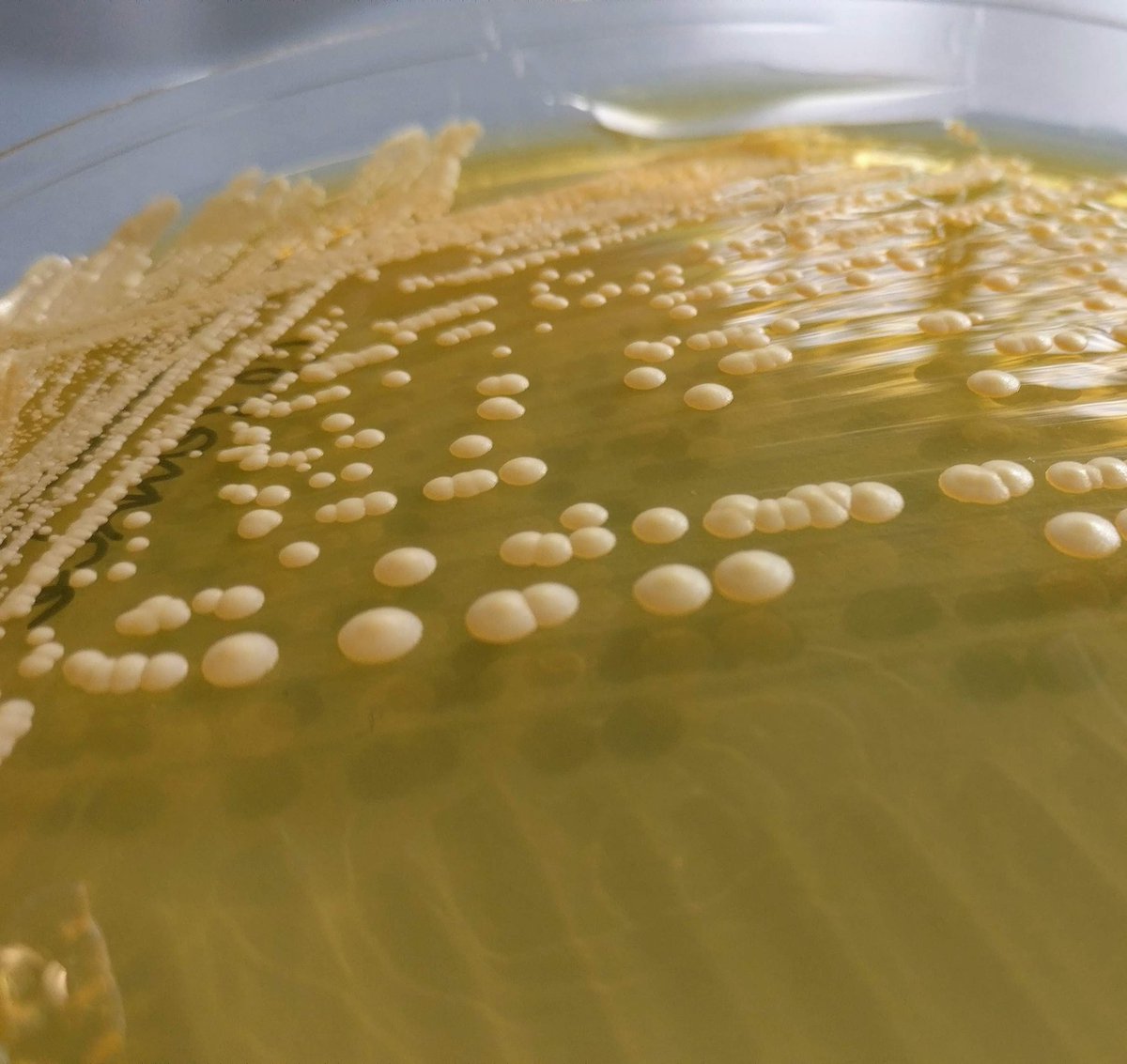 gEMM Lab UdG (@gemmlab_udg) on Twitter photo <a href="/UdGCiencies/">Facultat de Ciències</a> <a href="/claudia_fontas/">Clàudia Fontàs</a> Al gEMM també hi serem mostrant els microorganismes increïbles del nostre entorn 🦠🦠 T'has preguntat mai què (o qui) viu sobre el teu 📱📱? vine a descobrir-ho a la <a href="/UdGCiencies/">Facultat de Ciències</a>
<a href="/IEA_UdG/">Institute of Aquatic Ecology, University of Girona</a> <a href="/UdGCiencies/">Facultat de Ciències</a> <a href="/claudia_fontas/">Clàudia Fontàs</a> Al gEMM també hi serem mostrant els microorganismes increïbles del nostre entorn 🦠🦠 T'has preguntat mai què (o qui) viu sobre el teu 📱📱? vine a descobrir-ho a la <a href="/UdGCiencies/">Facultat de Ciències</a>
<a href="/IEA_UdG/">Institute of Aquatic Ecology, University of Girona</a>