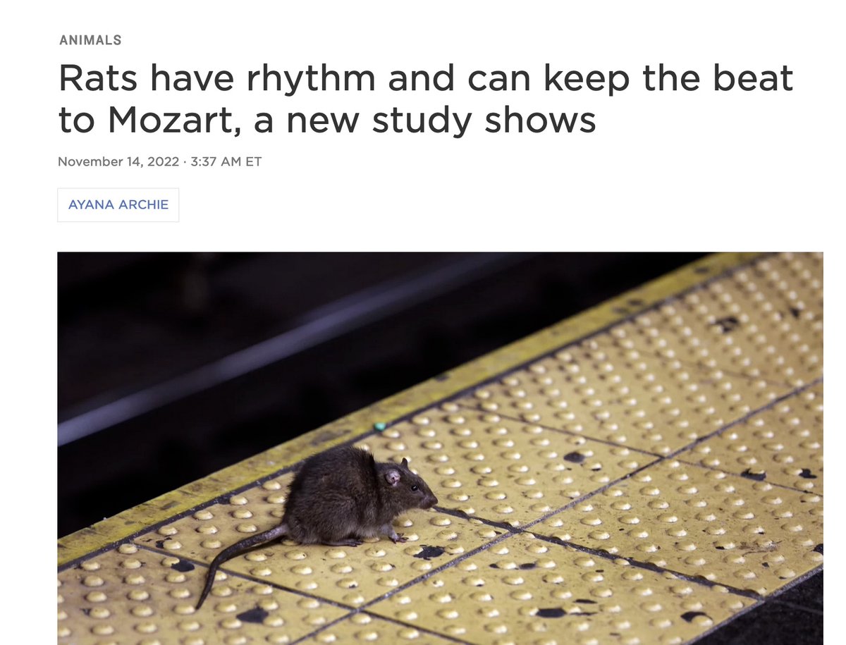 This study about 🐀 bobbing their heads to the same beats that humans like has been all over the news lately.

Awwwwww!, right?

Except the stories conveniently leave out what was actually done to the rats. 🧵