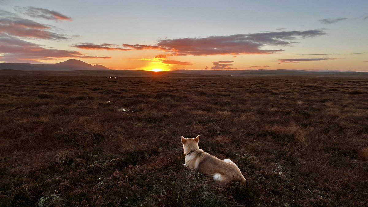 Fieldwork (and just life) is hard this time of year up here. Short days. Relentless wind. Unpredictable showers. Questionable levels of vitamin D. 

But yesterdays 4pm sunset was just 🤗

Happy 8th birthday to this old #bogdog who has seen me through my worst and best. 🎂