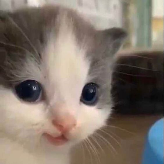 unexplainable cat images tweet media
