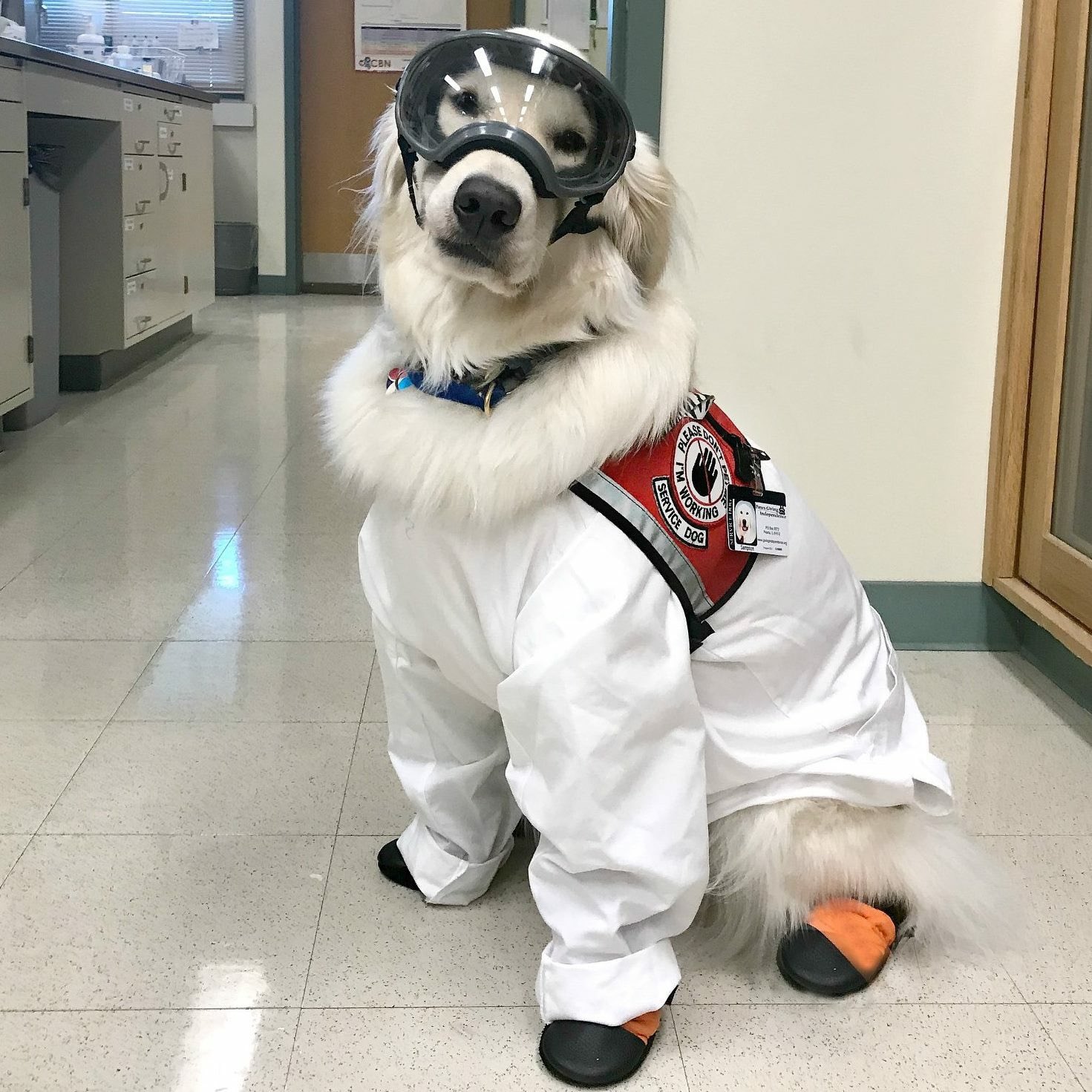 Sampson the Service Dog on X As a Service Dog that works in a neuroscience laboratory I need to wear the same personal protective equipment as my Mom goggles boots and