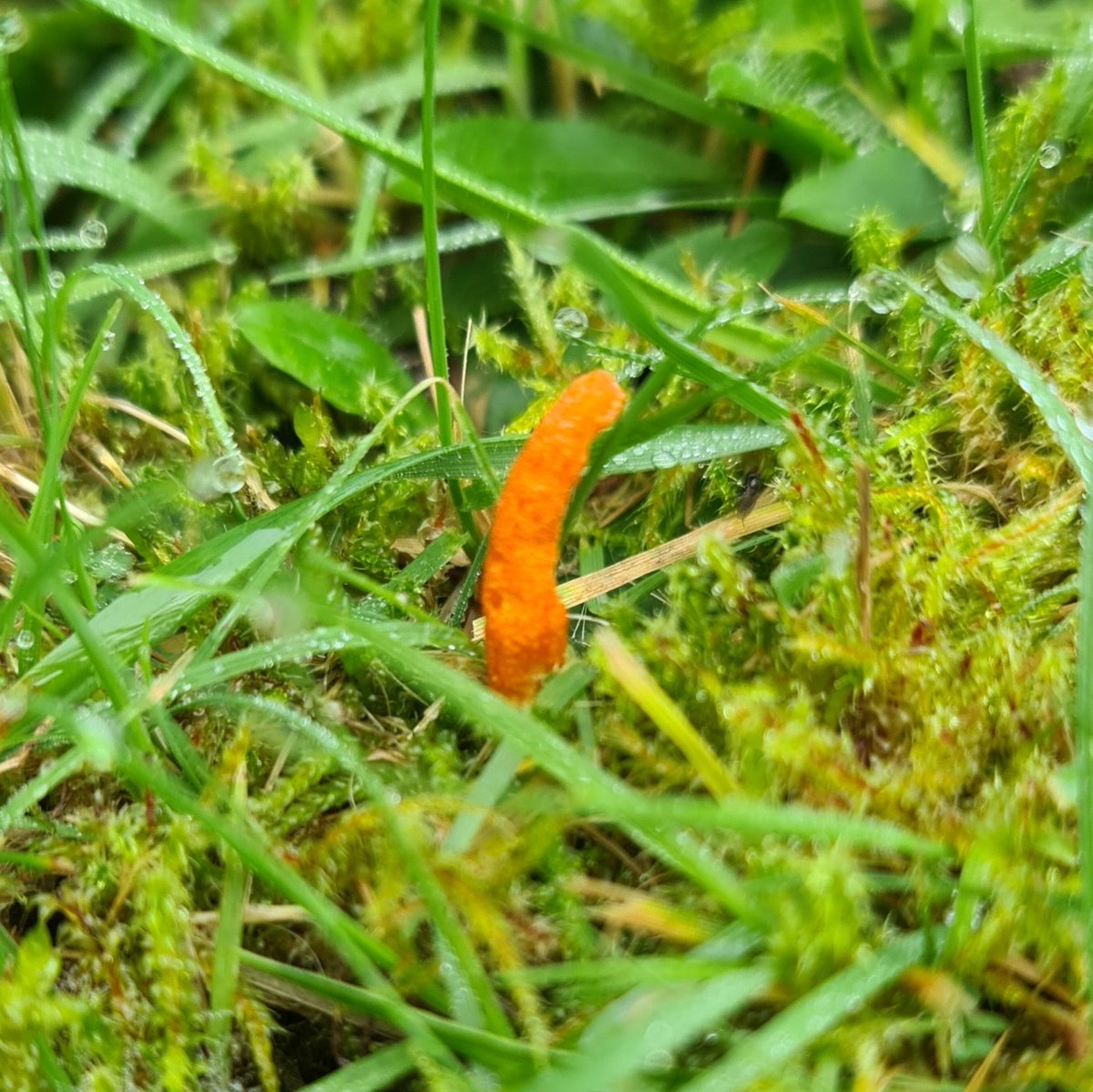 popped into the churchyard at Fittleworth at the weekend hoping for waxcaps, very pleased to come across some of these, Cordyceps militaris a predatory fungus which lives on  the pupae of moths 
#fungi #moths