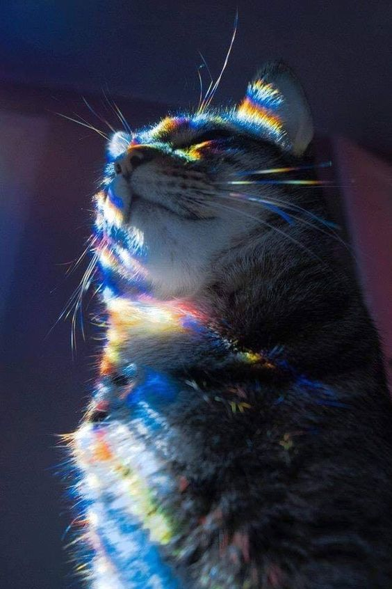unexplainable cat images tweet media