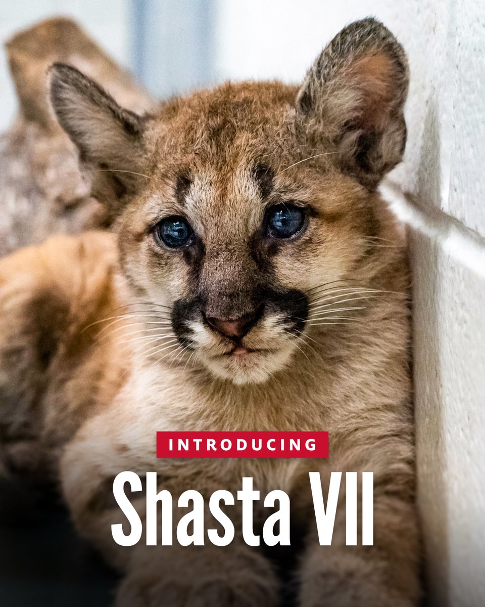 Shasta VII Cougar Football Coogfans