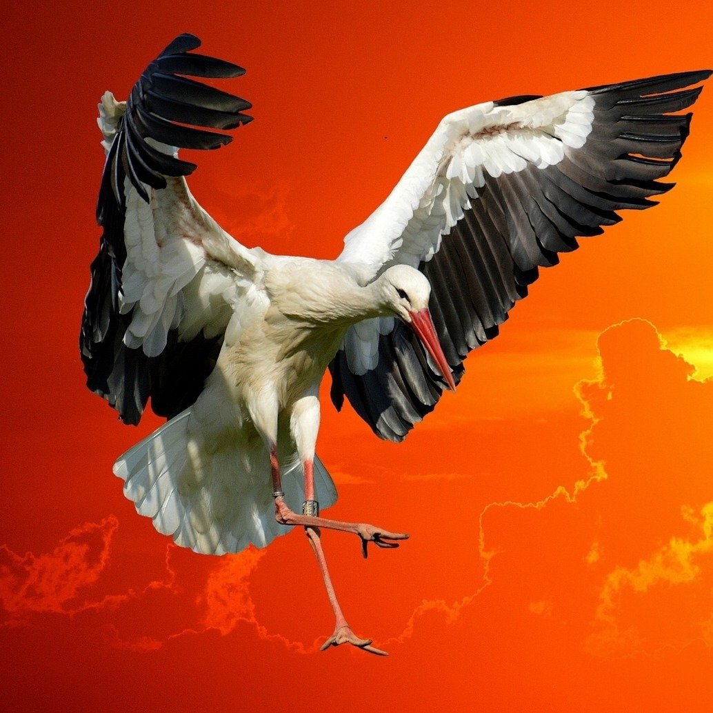 Image 19 - Stork . .