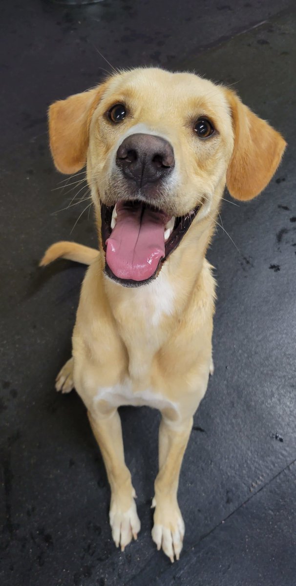 CBPhilly's tweet image. What are we thankful for this Thankful Thursday? 🤔 🦃 

All of the amazing pups and their humans who visit us here at Central Bark Philly!! 💕 

What are you thankful for? Let us know in the comments! 🐶 

#centralbarkphilly #centralbarkphiladelphia #centralbark #doggiedaycare