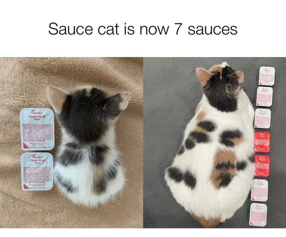 WholesomeMemes (@wholesomememe) on Twitter photo 