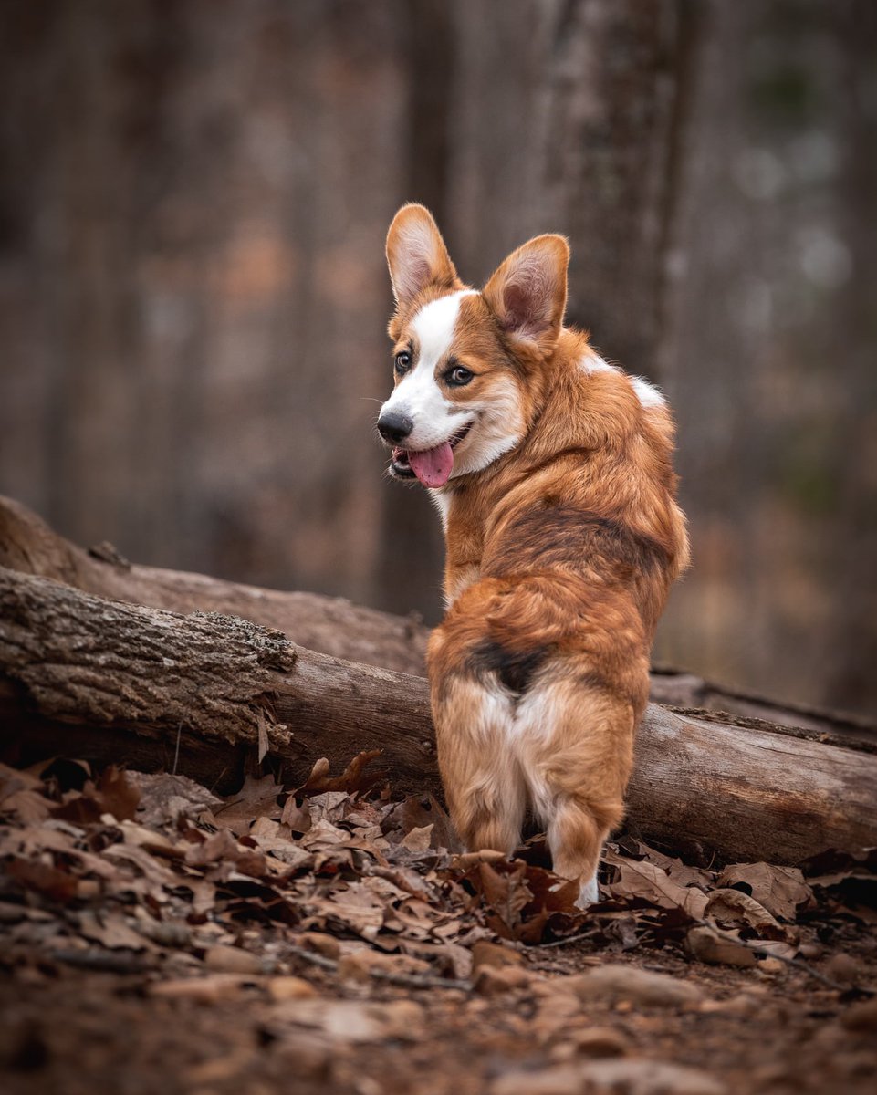 Tweet by Virginia-Maryland College of Veterinary Medicine