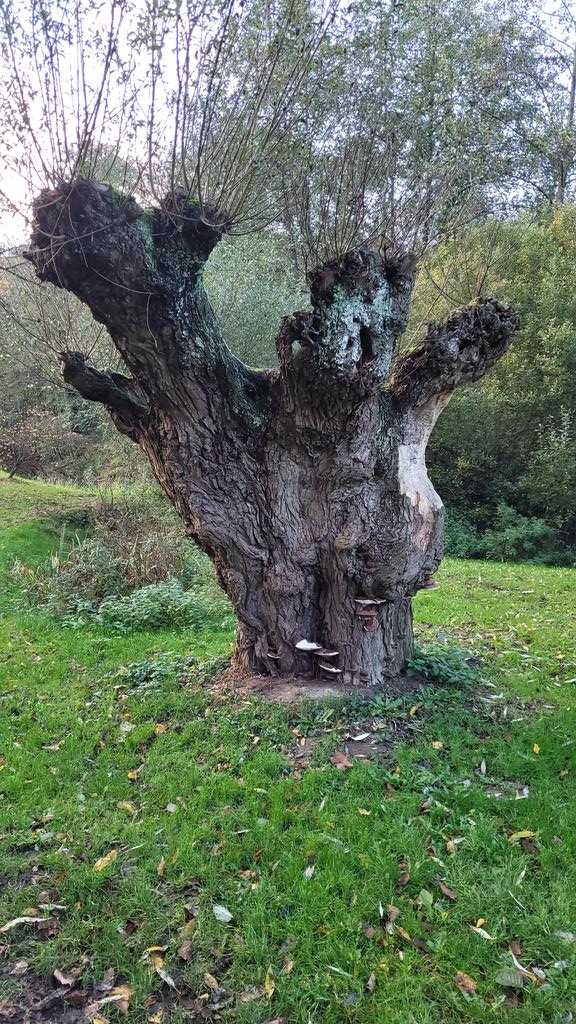 Deze wilg in het wandelbos van Helmond is alleen maar voorkant en zelfs aan die kant groeit er een paddenstoel op het hout. Toch groeit en bloeit de boom zo al jaren. #PositieveGezondheid #WhoNeedsPerfection