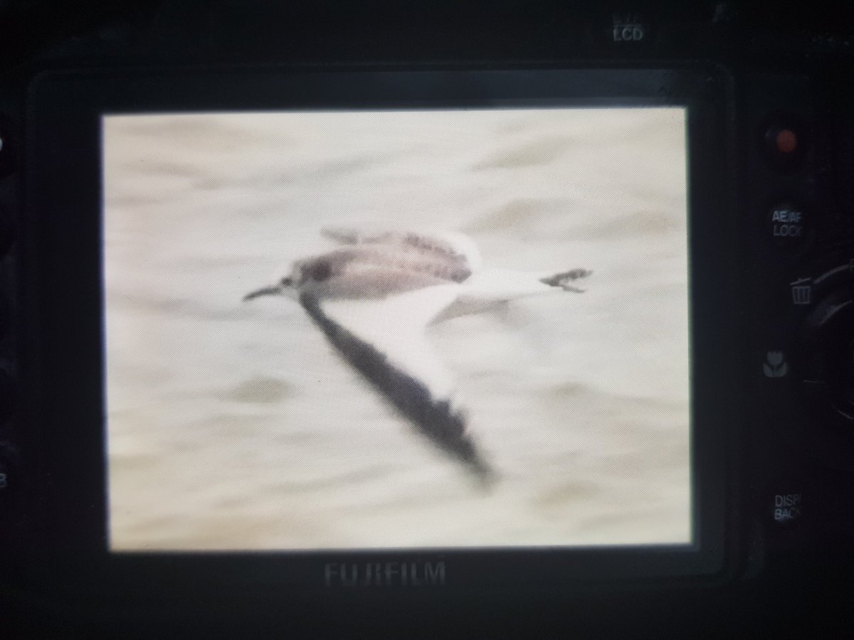 Record back of camera photo of Sabine's gull currently at South Gare. Huge thanks to original finder Nick for showing the way. What a stunning bird. @teesbirds1 @teesmouthbc @TeesmouthNNR @teeswildlife #localpatch #BirdsSeenIn2022