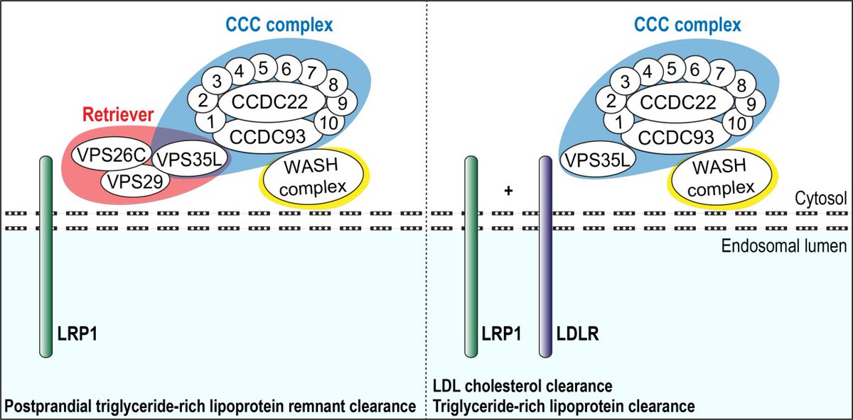 ATVB: An AHA Journal (@atvbahajournals) on Twitter photo Novel Molecular Insight in Selective Endosomal Transport of Lipoprotein Receptors to Maintain Lipid Homeostasis <a href="/BvandeSluis/">Bart van de Sluis</a> <a href="/Lab_Pediatrics/">UMCG Laboratory of Pediatrics</a> <a href="/researchumcg/">Research UMCG</a> <a href="/umcg/">UMCG</a> <a href="/Endo_Connect/">ITN EndoConnect</a> <a href="/Rensen_Lab/">Patrick Rensen</a> <a href="/JoelTissink/">Joel Tissink</a> @KooijmanSander ahajrnls.org/3ApJWj0 Novel Molecular Insight in Selective Endosomal Transport of Lipoprotein Receptors to Maintain Lipid Homeostasis <a href="/BvandeSluis/">Bart van de Sluis</a> <a href="/Lab_Pediatrics/">UMCG Laboratory of Pediatrics</a> <a href="/researchumcg/">Research UMCG</a> <a href="/umcg/">UMCG</a> <a href="/Endo_Connect/">ITN EndoConnect</a> <a href="/Rensen_Lab/">Patrick Rensen</a> <a href="/JoelTissink/">Joel Tissink</a> @KooijmanSander ahajrnls.org/3ApJWj0