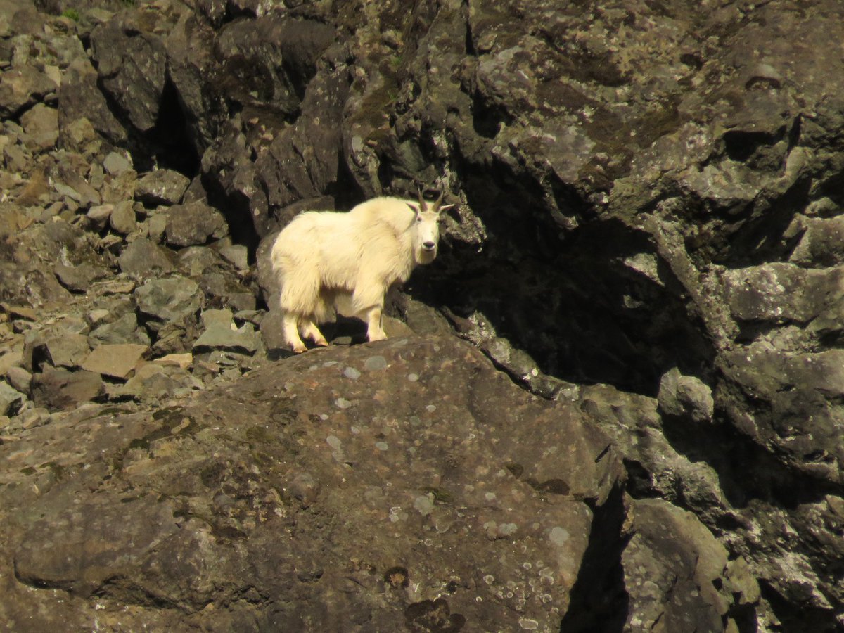 You never who you'll see along the trail at Mount Rainier National Park. Remember to give the 'locals' extra space. Never feed an animal. Keep wildlife wild. #recreateresponsibly 
--
Photo credit Janelle Walker