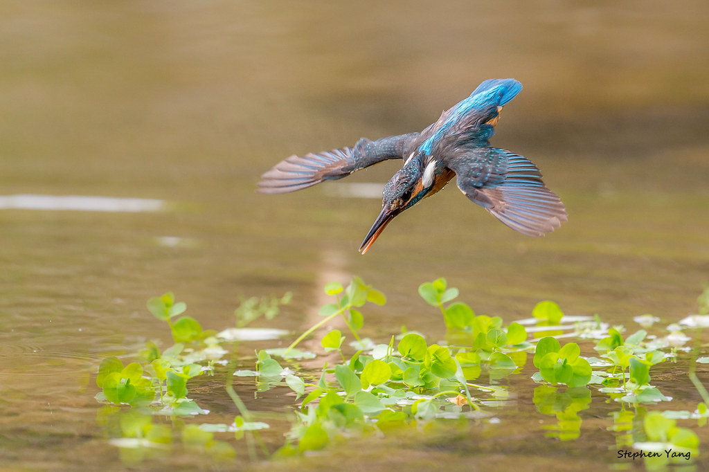 binglien's tweet photo. 小翠(3)
#photographer: StephenYang@FB
#翠鳥 #kingfisher #Alcedo #atthis #fising #カワセミ
#飛羽 #生態 #攝影 #Birds #ChasingFocus #ecological #photography #Taiwan #捕魚
https://t.co/VxexbzrKup https://t.co/eX9S5pY1Ck