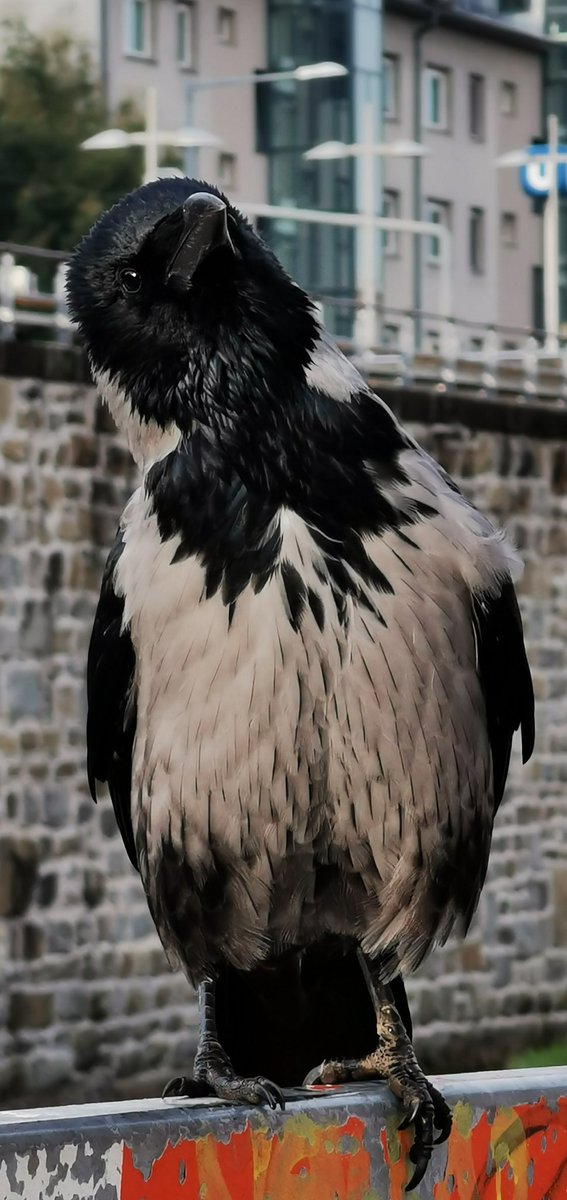 city_crows's tweet photo. #crow of the year '22
The nominees
Pantalone - added to the #Crow_personalities nearly 3 years ago.
Young and full of power
#GameOfCrows superstar, main enemy of Schöner Willi and Raskachl. https://t.co/bGdJRpmVUg
