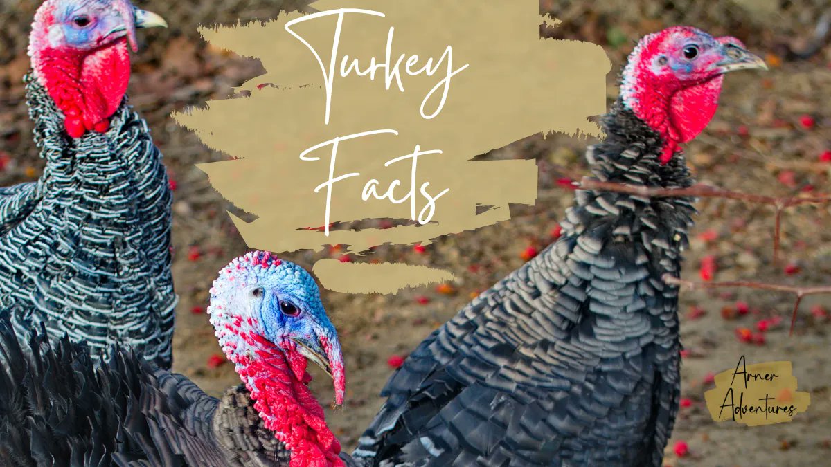 Arner Adventures tweet media