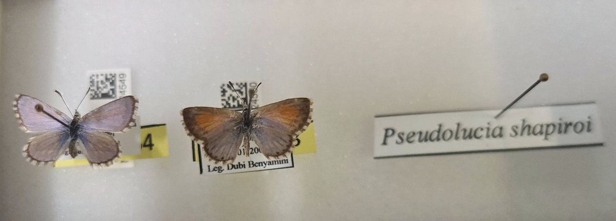 DrButterflyH's tweet photo. Psedolucia shapiroi, a tiny * 'Times Roman font size 10'* #butterfly, blue male on the left and partner female in the right. Inhabitant of the mountains in Mendoza, #Argentina ๐ฆ๐ฆ #everylittlethingcounts #thursdayblues https://t.co/zfa7zEp082