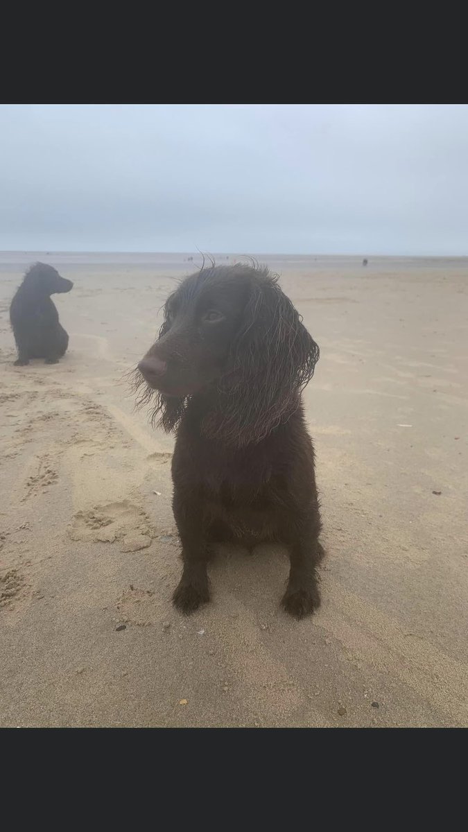 RachaelB100's tweet photo. COCO
#Chipped
Adult Female #CockerSpaniel
Chocolate
#Missing 16 Nov 2022 #Creaton, #Northamptonshire #NN6
#ScanThatChip
https://t.co/aZsi31Jr6S
https://t.co/DoeA7Ji9xp
@MissingPetsGB @thedogfinder @JacquiSaid @rosiedoc666 https://t.co/MMIwIXwdep