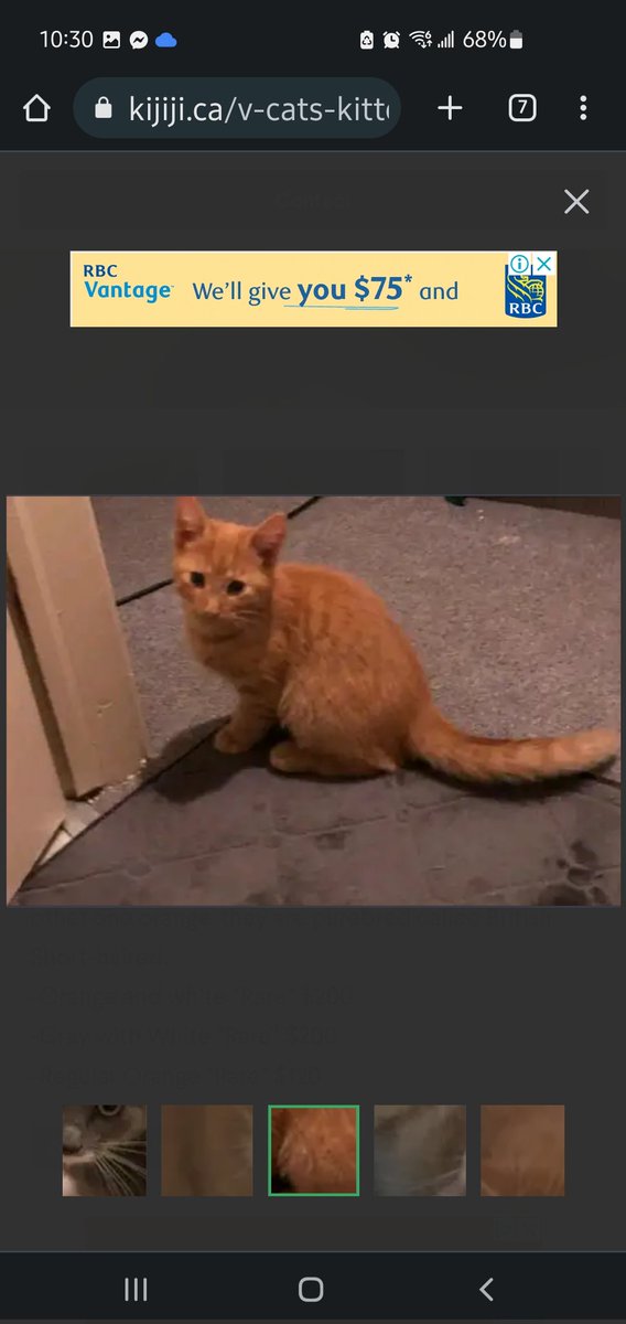 Tiffany_516's tweet photo. The Internet makes it far too easy for me to get a cat. Like it's simply ask and recieve https://t.co/sie7o73Dvi